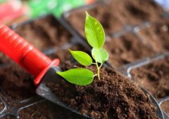 榴莲视频色版APP下载养分快速测定仪指导合理施肥