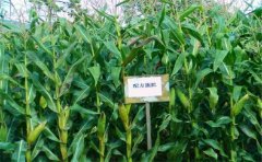 三合一榴莲视频色版APP下载检测仪有用吗？